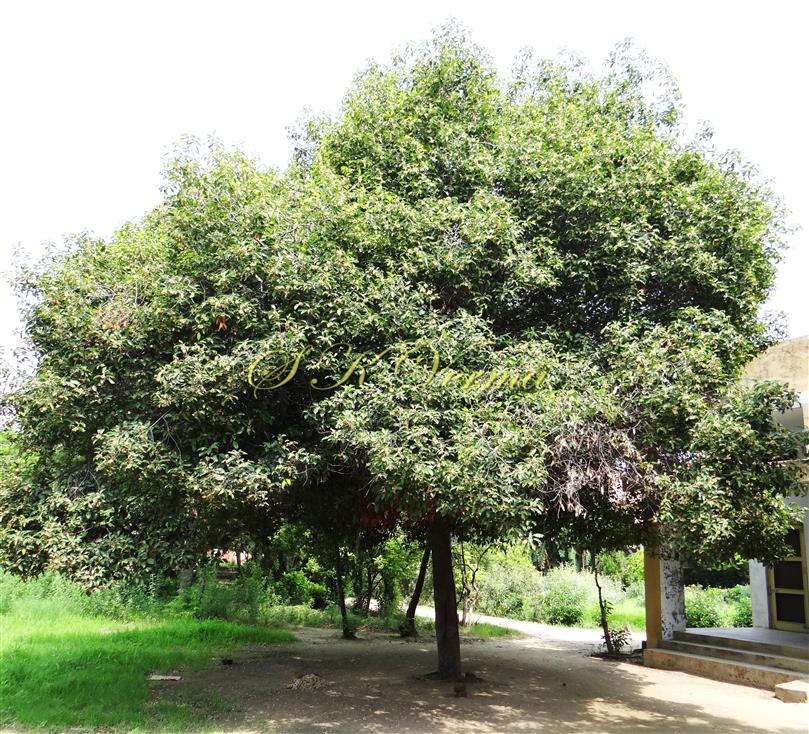  Trees